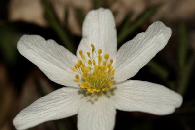 anemones-sylvie-gp.jpg
