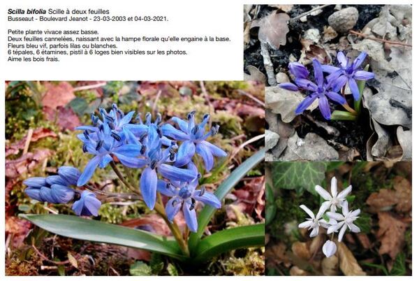 Les fleurs sauvages  printanières du Châtillonnais...