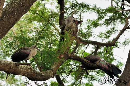 Kruger, March 2014