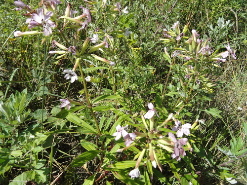 Fleurs roses