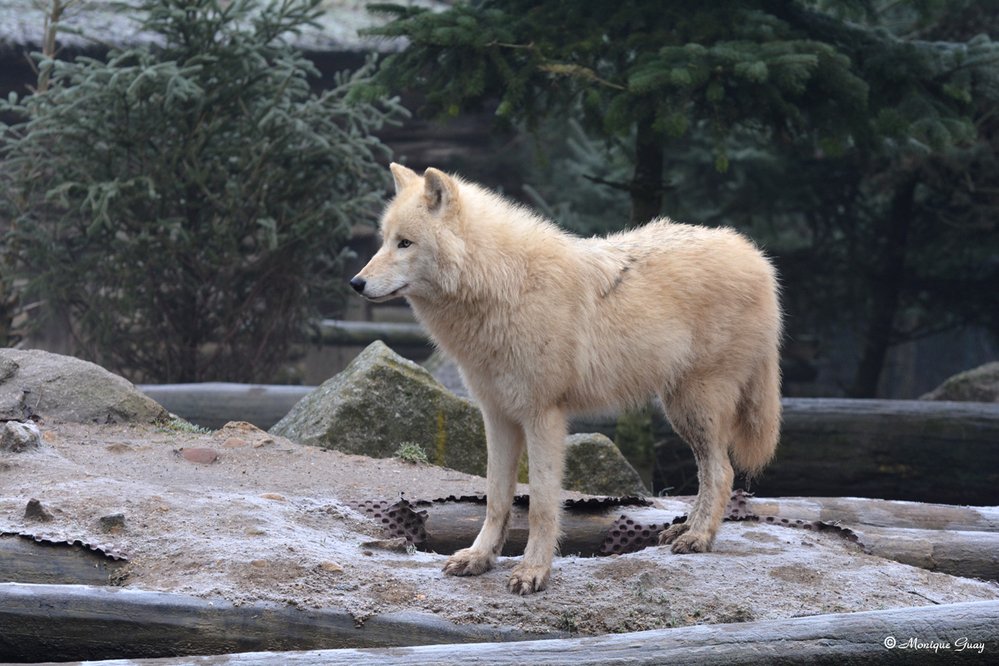 Des loups blancs de l'Arctique au zoo d'Amnéville
