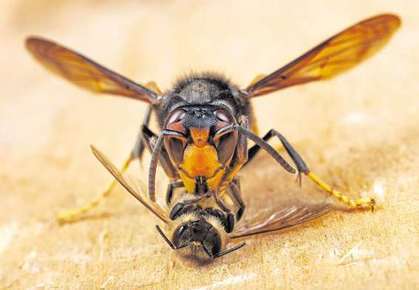 Frelon asiatique mange abeille
