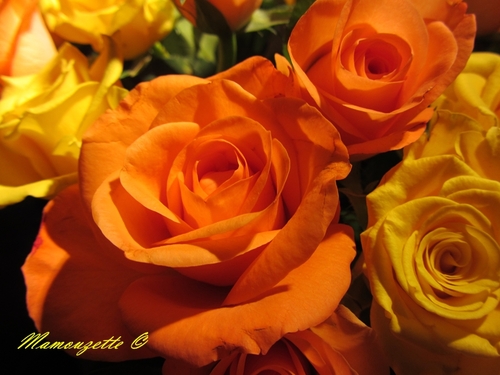 Quelques roses pour vous souhaiter un bon dimanche