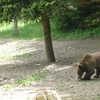 Ours brun (Ursus arctos)