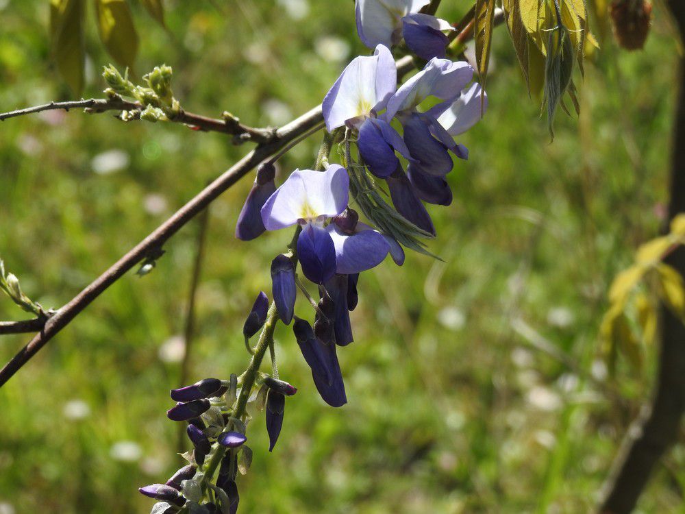 Un amour de glycine - avril 2021...