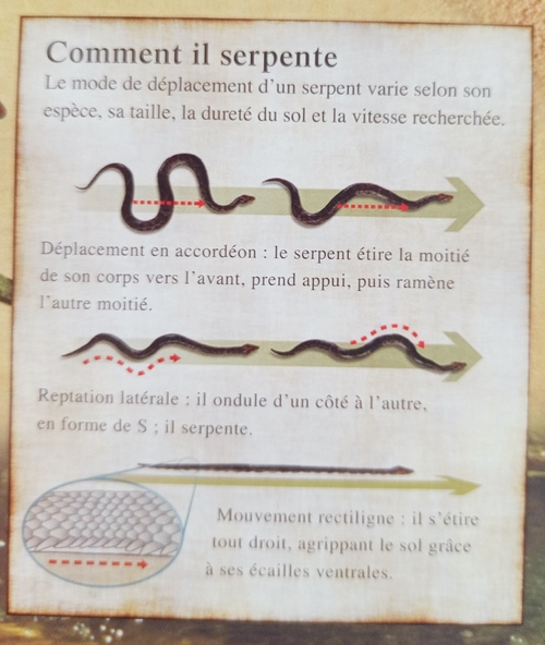 les serpents