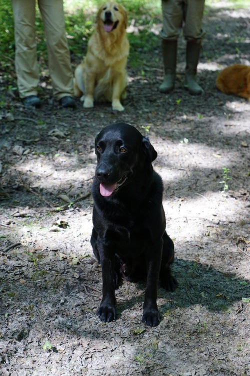 Seminaire retriever