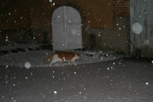 Jeudi tout blanc .