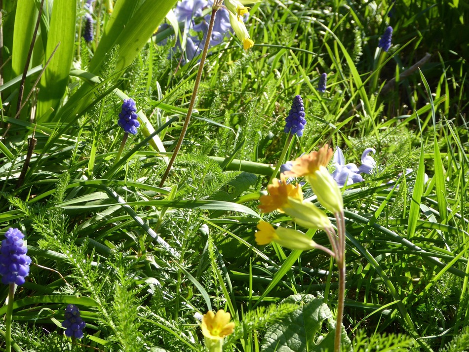 Retour parmi nos fleurs!