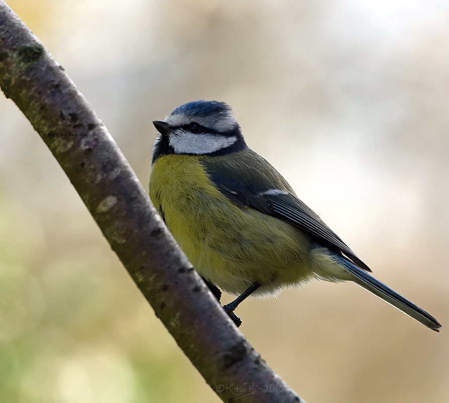 Mésange bleue