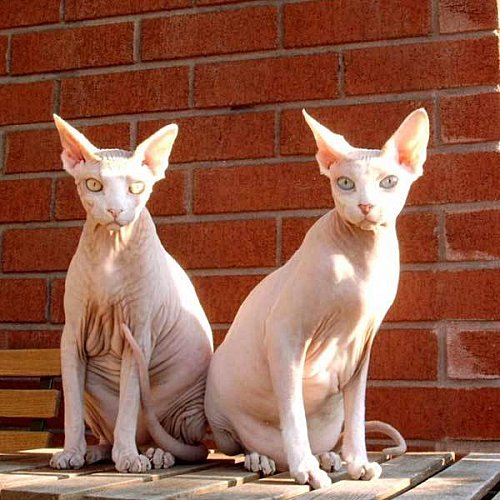 sphinx_cat_02.jpg