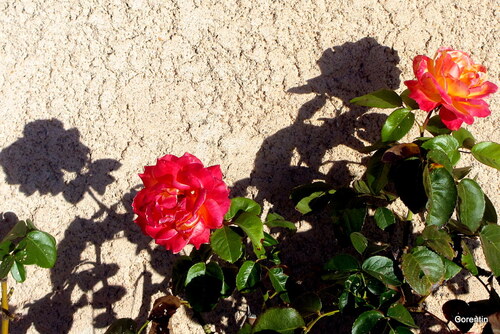 Dernières roses du jardin !
