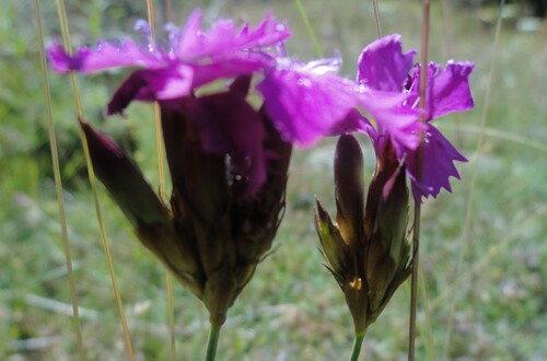 Fleurs roses