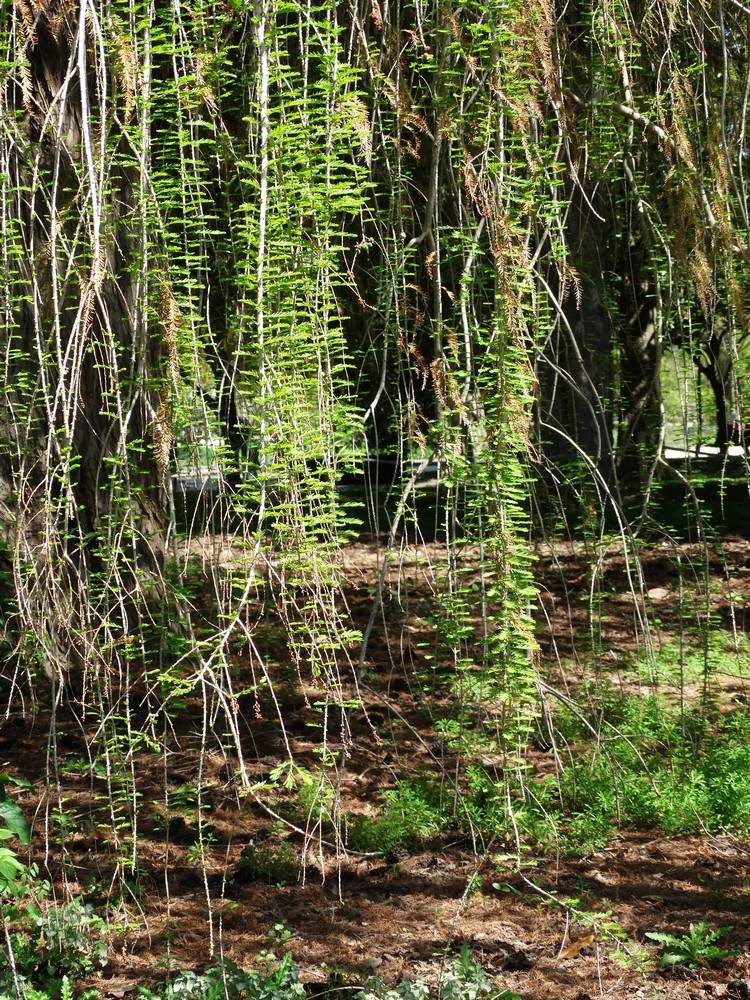 Balade au Jardin Public à Bordeaux...