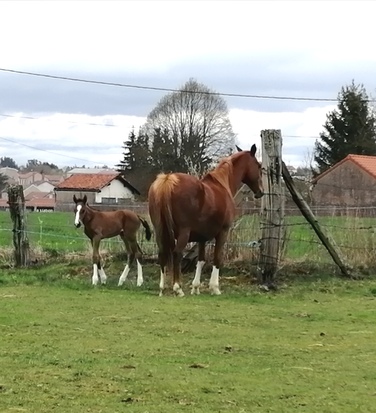 Un petit poulain est né!