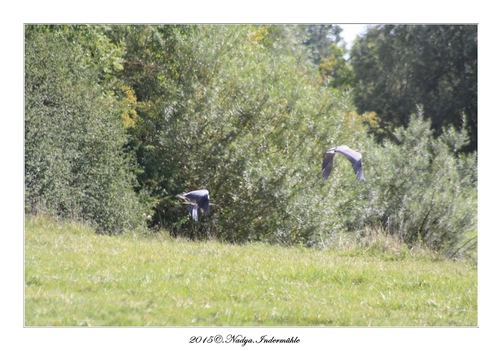 Héron cendré Ardea cinerea - Grey Heron