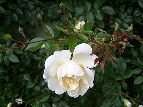 rose blanche 16 juin 2010