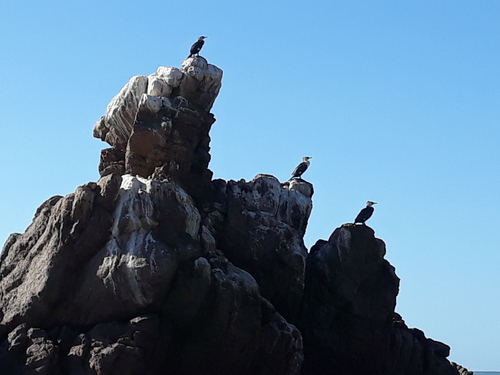 Des cormorans