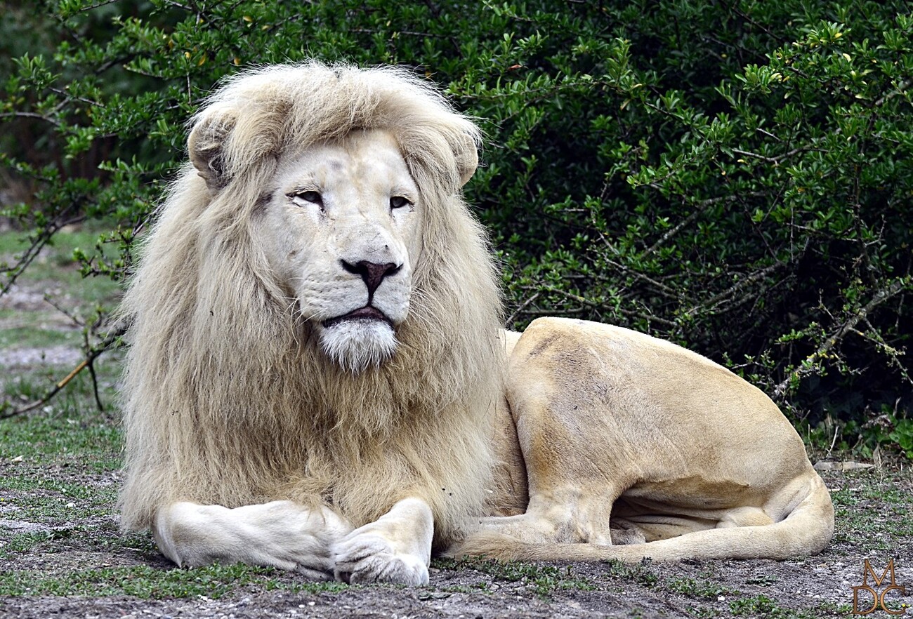 Lion blanc