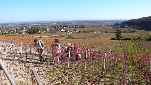 "Bois plein de la Belle Croix" - Mercredi 10 octobre 2024