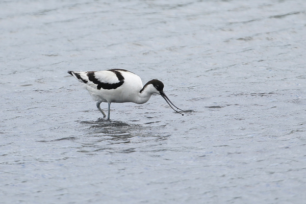 Une journée à la réserve ornithologique du Teich