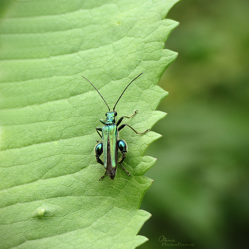 Oedemera nobilis 