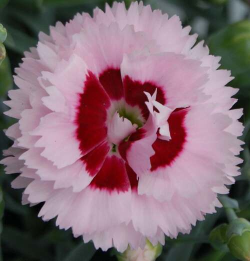 Fleurs cultivées : Dianthus