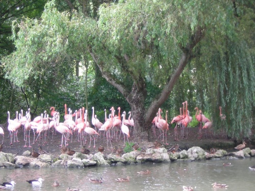 PARC ZOOLOGIQUE DE BEAUVAL EN SOLOGNE