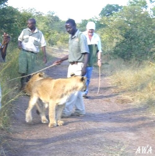 Balade au zimbabwe avec des lions