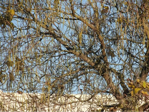 Arbre haricots verts