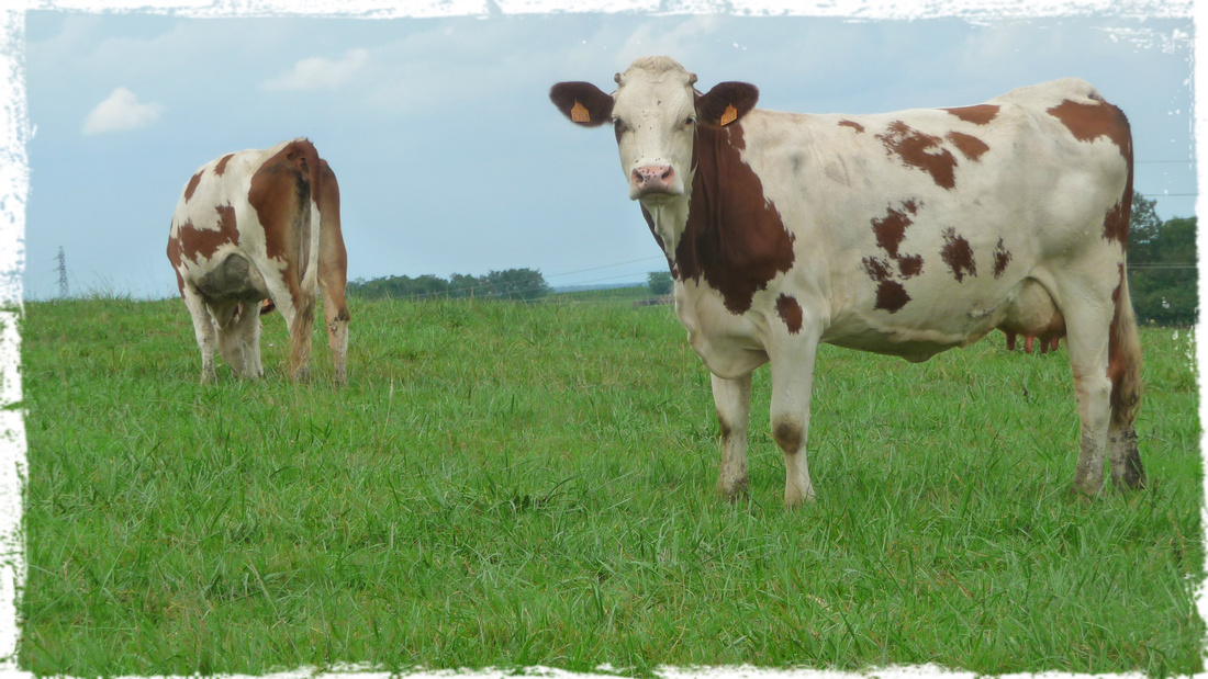 retour de la campagne,