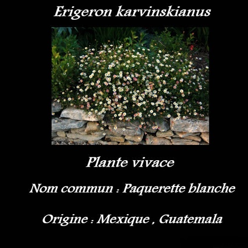 Erigeron karvinskianus 