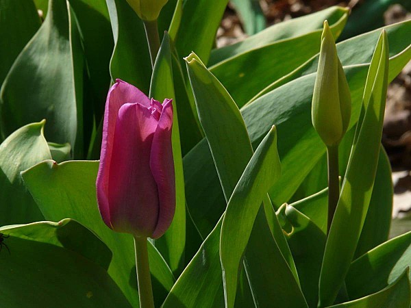 Tulipe-bordeaux-et-bouton.jpg
