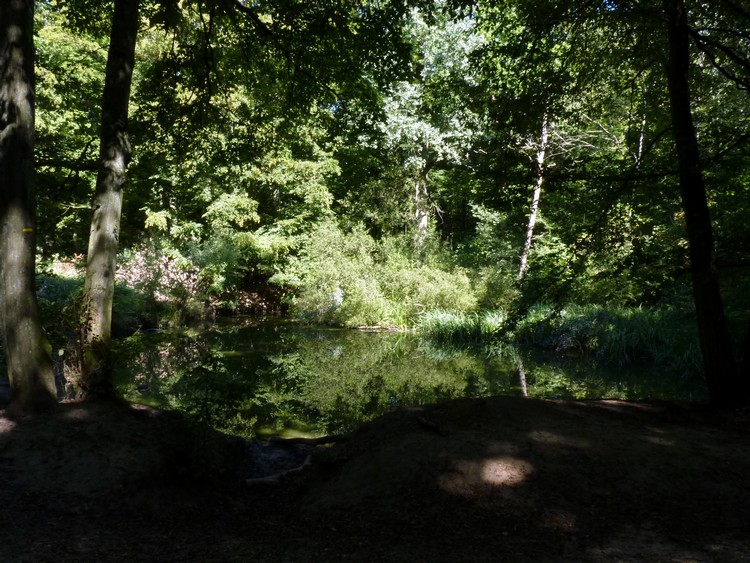 Étang dans la forêt