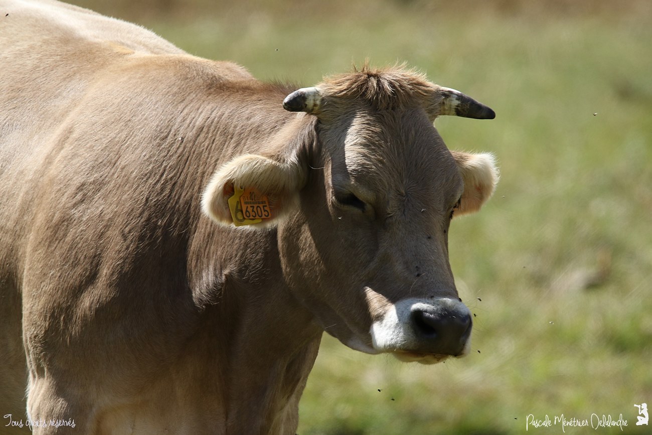 Vaches en Hautes-Pyrénées