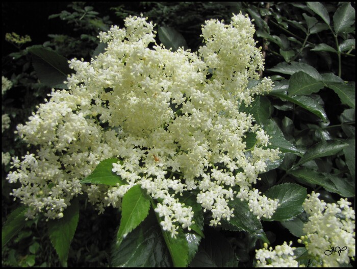  Sambucus nigra.