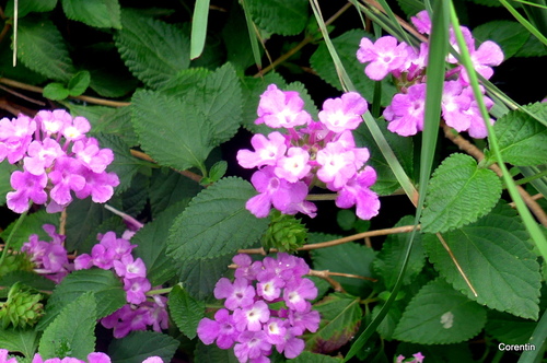 Les fleurs de mon lantana