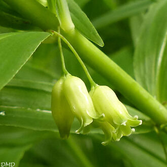 Polygonatum verticillatum  -  sceau de Salomon verticillé