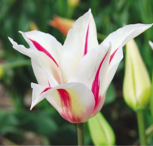 Fleurs cultivées : Tulipe