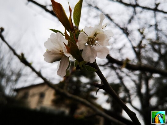 Le 20 mars : Printemps