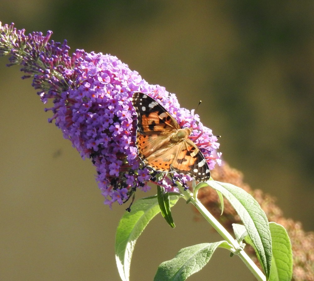 Un papillon sur son arbre...