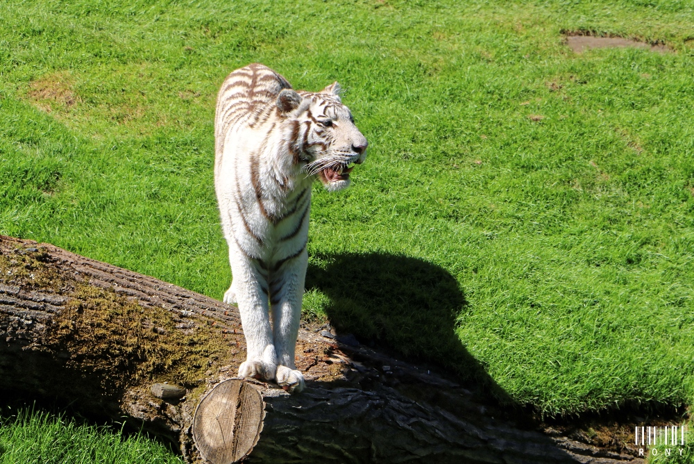 Tigre Blanc