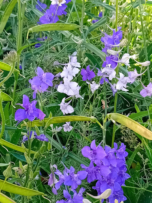 Fleurs de mon jardin