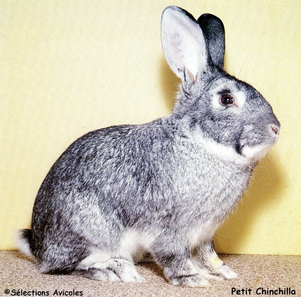 Petit Chinchilla-copie-1