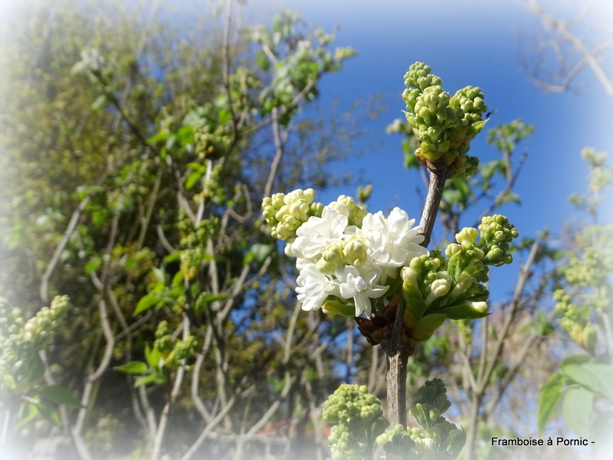 Fleurs du jardin en avril 2022 - Lilas blanc