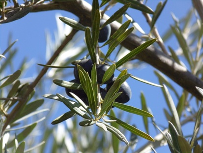 les olives noires du prince de sicile!