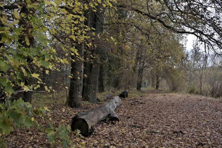 2018.11.27 Lac Haute-Jarrie (département de l'Isère)