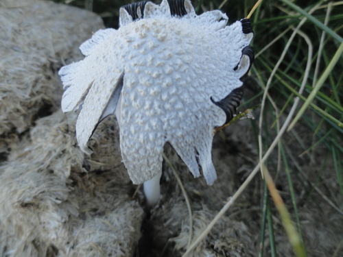 fungi / mycètes