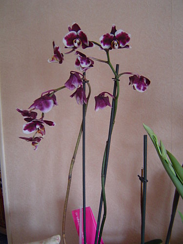 orchidee-5.jpg