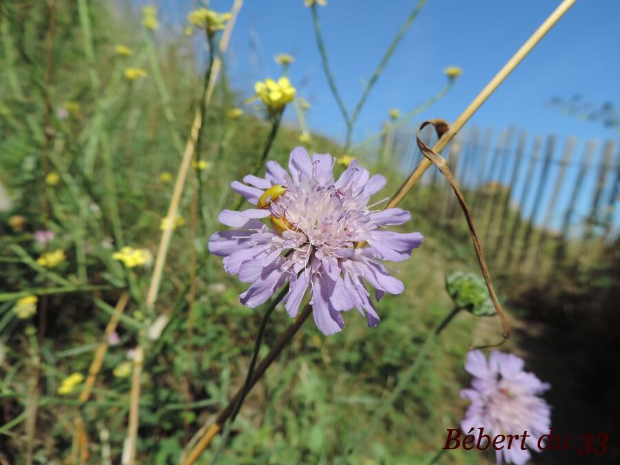 Saint Briac sur mer (35) -4